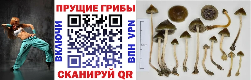 Псилоцибиновые грибы мицелий  Печоры 
